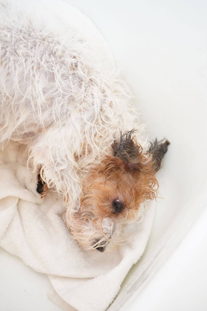 How to Naturally Support Your Dog’s Coat Health