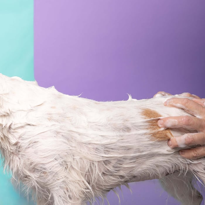 Why Most Pet Shampoos Are Outdated (And Why You Should Care)