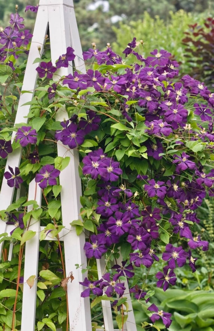 6-Tips-for-Growing-Clematis-Longfield-Gardens