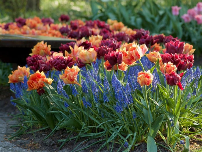 Year of the Tulip Five Ways to Celebrate - Longfield Gardens
