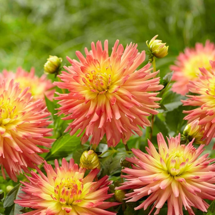New Dahlias for Your 2019 Flower Garden - Longfield Gardens