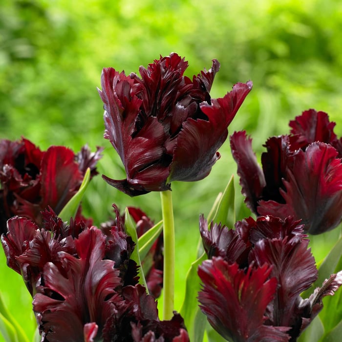 Timeless Favorite Tulips - Longfield Gardens