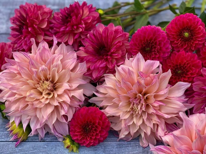 Color Trends in the Garden and Beyond - Longfield Gardens
