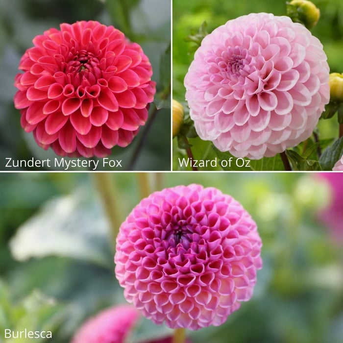 14 New Dahlias for Your Flower Garden - Longfield Gardens