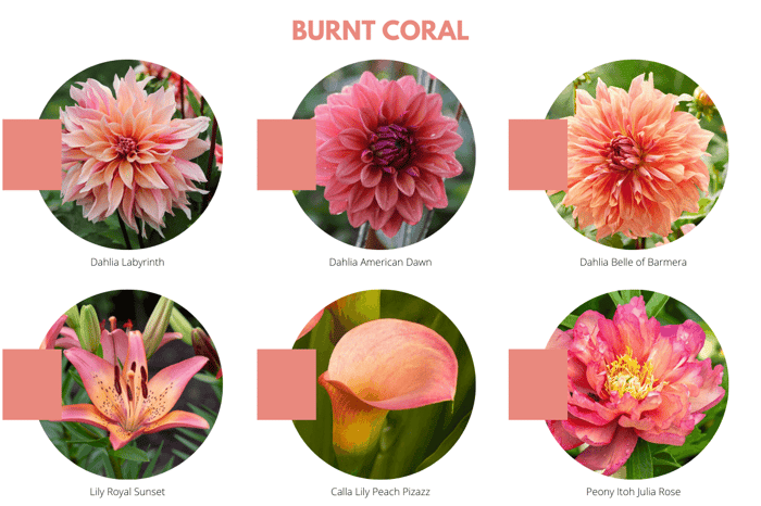Color Trends for Your Flower Garden - Longfield Gardens
