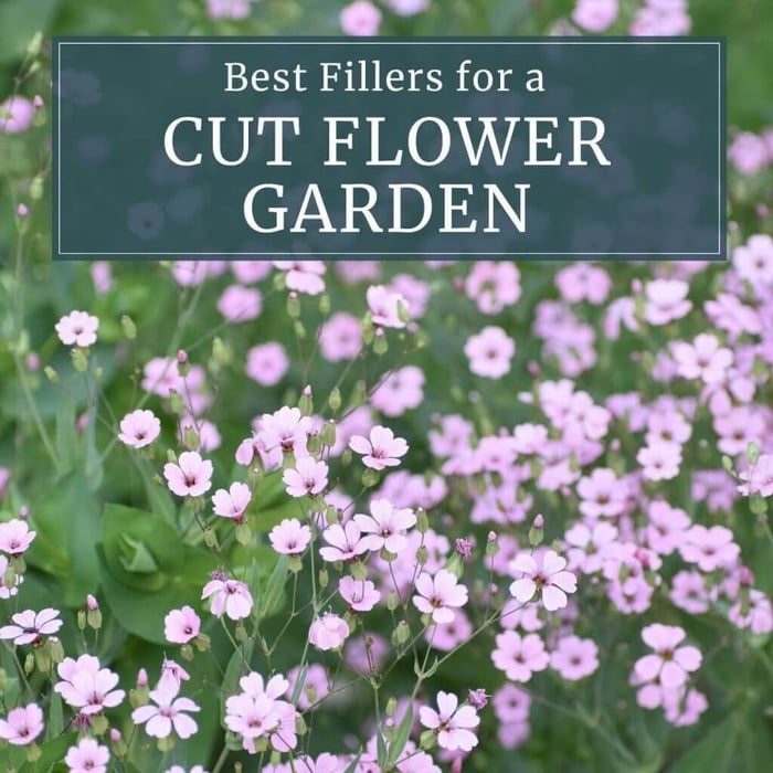 Best fillers for a cut flower garden Longfield Gardens