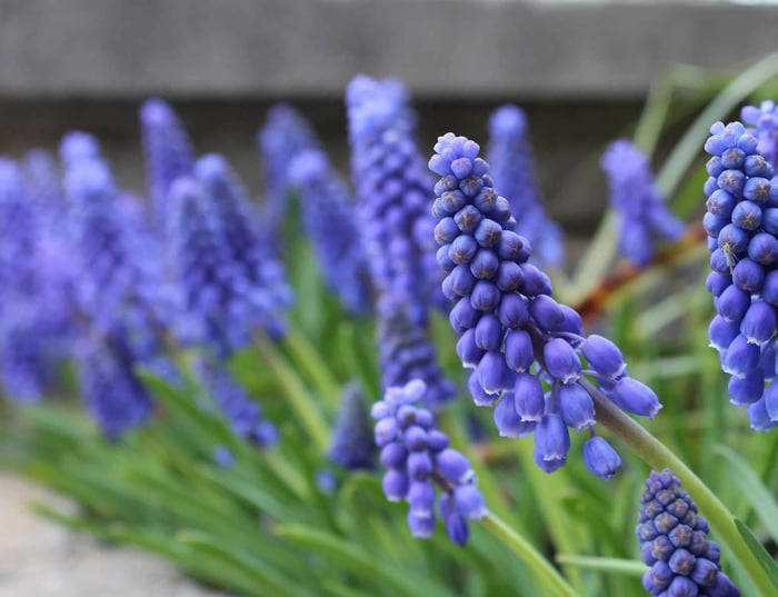 Muscari Perfect Partners for Spring Bulbs - Longfield Gardens