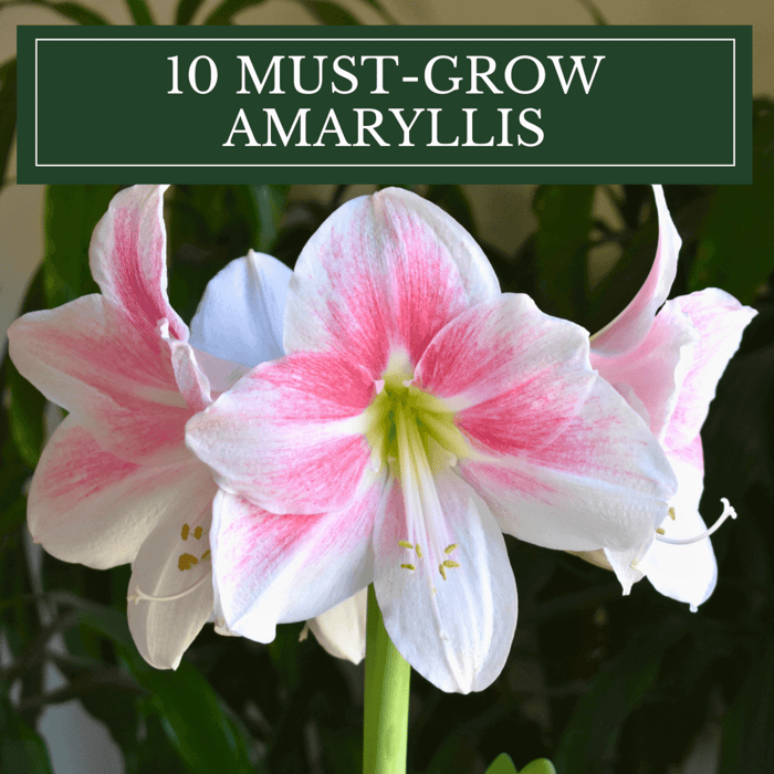 10 MUST GROW AMARYLLIS VARIETIES