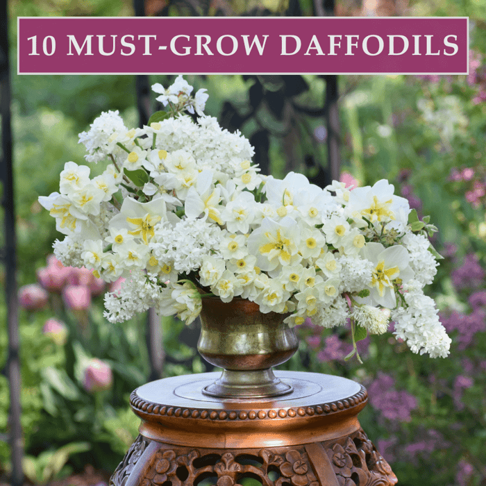 10 must-grow daffodils for your flower garden