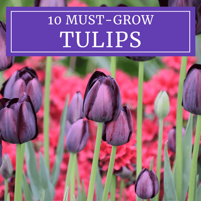 10 must-grow tulips for your flower garden