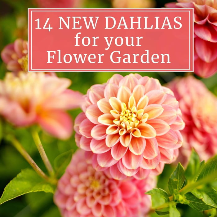 14 New Dahlias for Your Flower Garden - Longfield Gardens