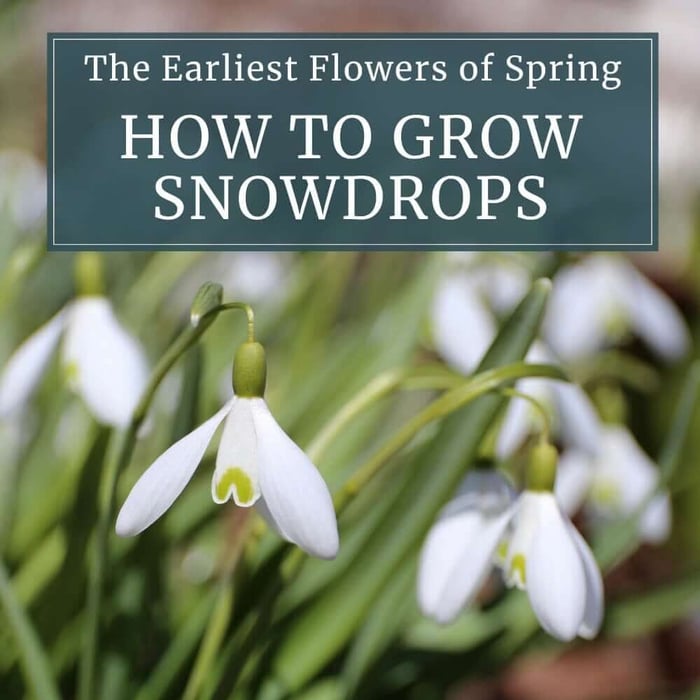 How to Grow Snowdrops - Longfield Gardens