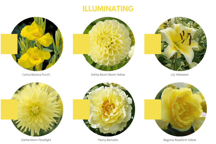 2021 Color Trends for Your Flower Garden - Longfield Gardens