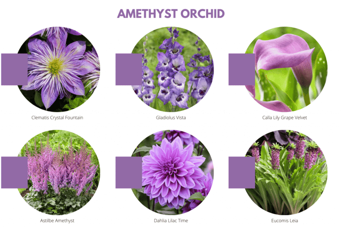 2021 Color Trends for Your Flower Garden - Longfield Gardens