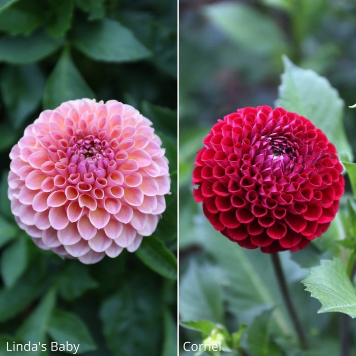 14 New Dahlias for Your Flower Garden - Longfield Gardens