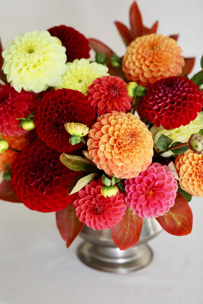 New Dahlias for 2022 - Longfield Gardens