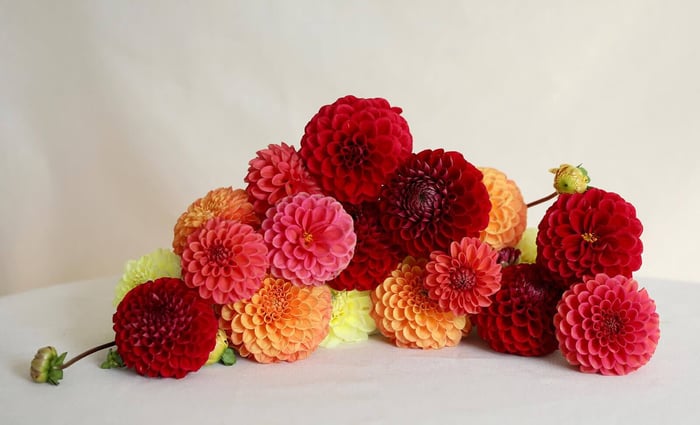 New Flirty Fleurs Dahlia Collections - Longfield Gardens