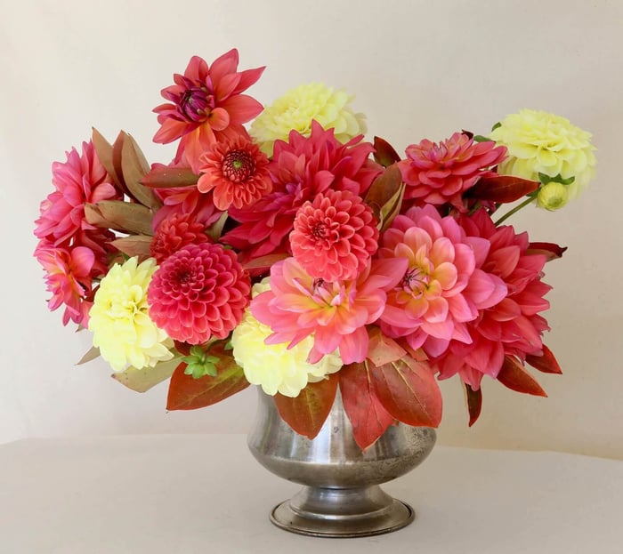 New Flirty Fleurs Dahlia Collections - Longfield Gardens
