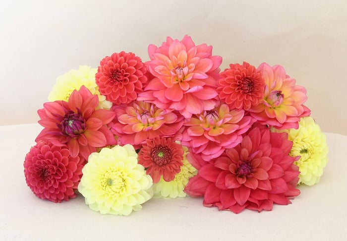 New Flirty Fleurs Dahlia Collections - Longfield Gardens
