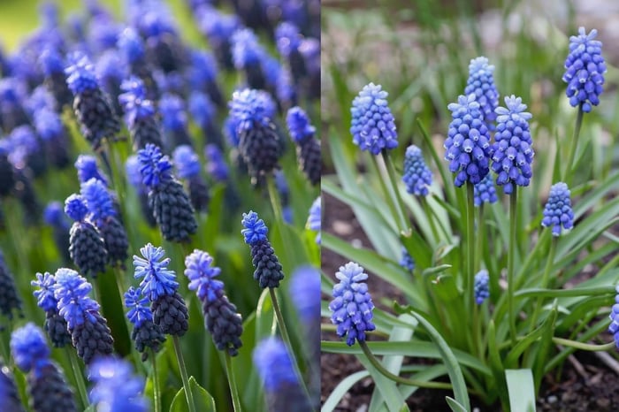 How to Plant a Carpet of Blue Spring Flowers - Longfield Gardens