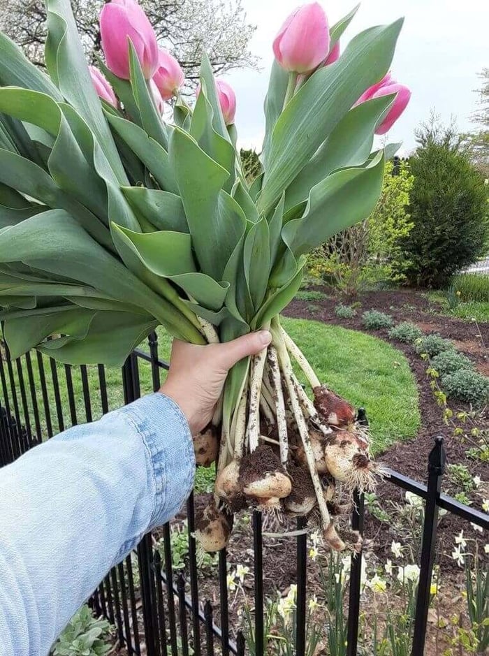 Tips for Using Tulips as Cut Flowers Longfield Gardens
