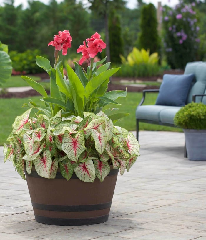 Fresh Ideas for Growing Cannas in Your Garden—Longfield-Gardens