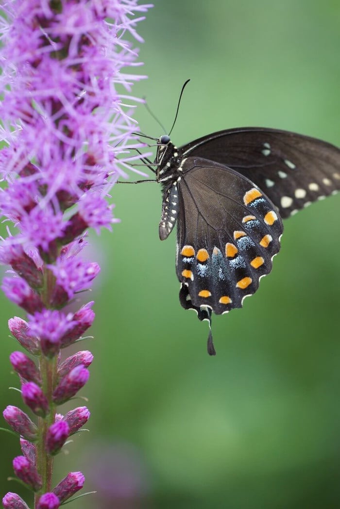 Eastern Black Swallowtail Butterfly