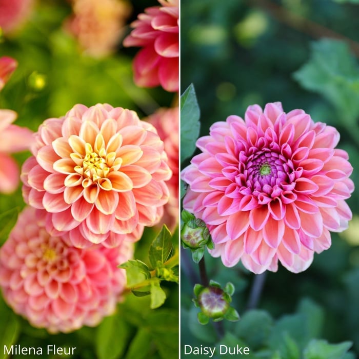 14 New Dahlias for Your Flower Garden - Longfield Gardens
