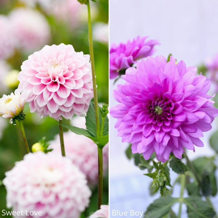14 New Dahlias for Your Flower Garden - Longfield Gardens