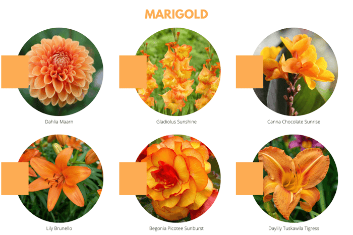 2021 Color Trends for Your Flower Garden - Longfield Gardens