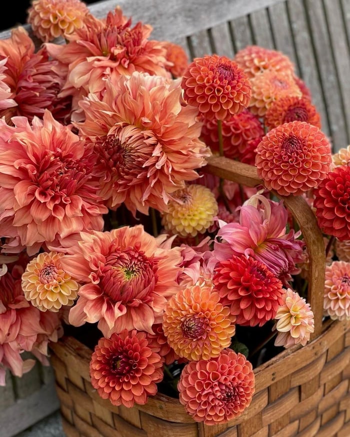 Color Trends in the Garden and Beyond - Longfield Gardens