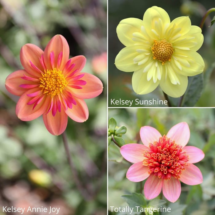14 New Dahlias for Your Flower Garden - Longfield Gardens