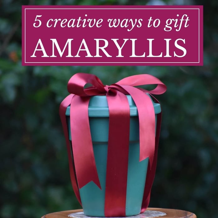 5 Creative Ways to Gift Amaryllis - Longfield Gardens