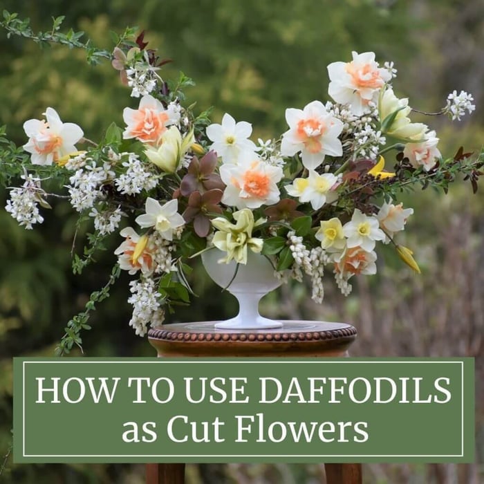 Tips for Using Daffodils as Cut Flowers - Longfield Gardens