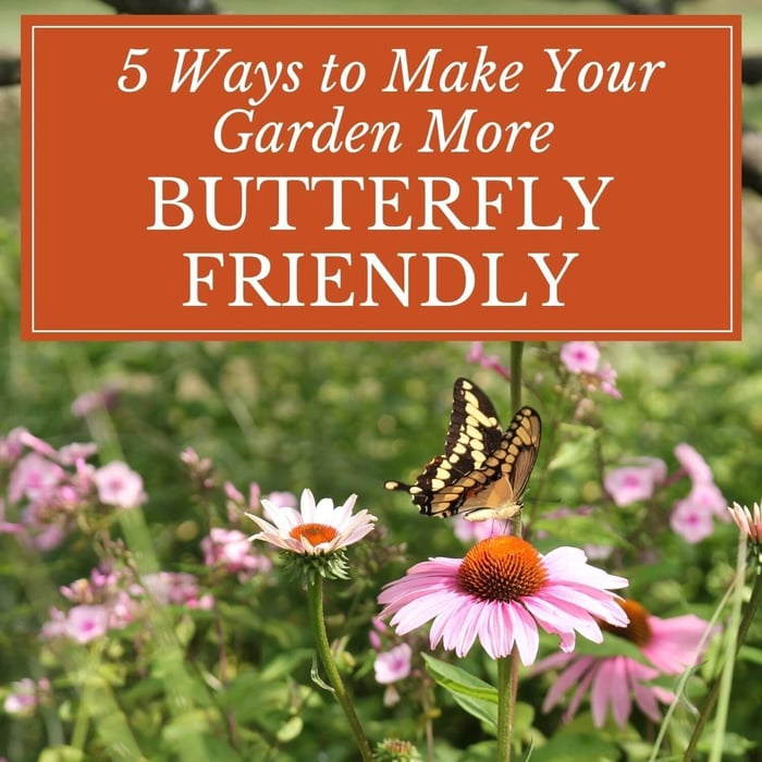 5 Ways to Make Your Garden More Butterfly Friendly - Longfield Gardens