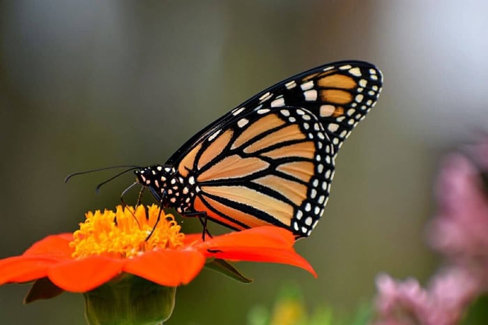 Monarch Butterfly