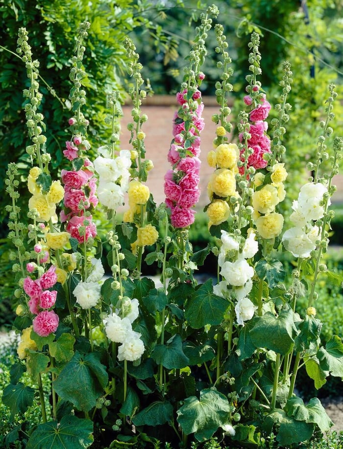 Hollyhock