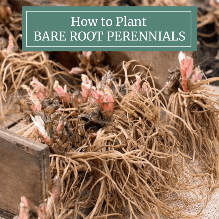 How to plant bare root perennials Longfield Gardens