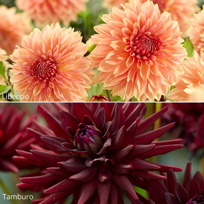 14 New Dahlias for Your Flower Garden - Longfield Gardens