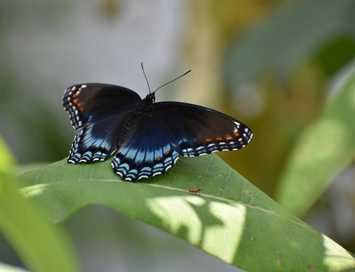Red Spotted Purple