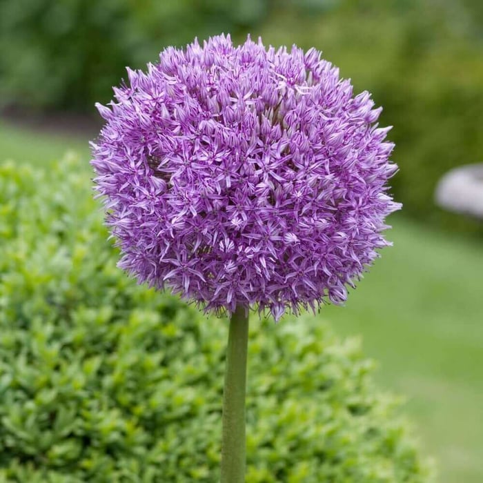 Staff Favorites for Fall Planting - Longfield Gardens