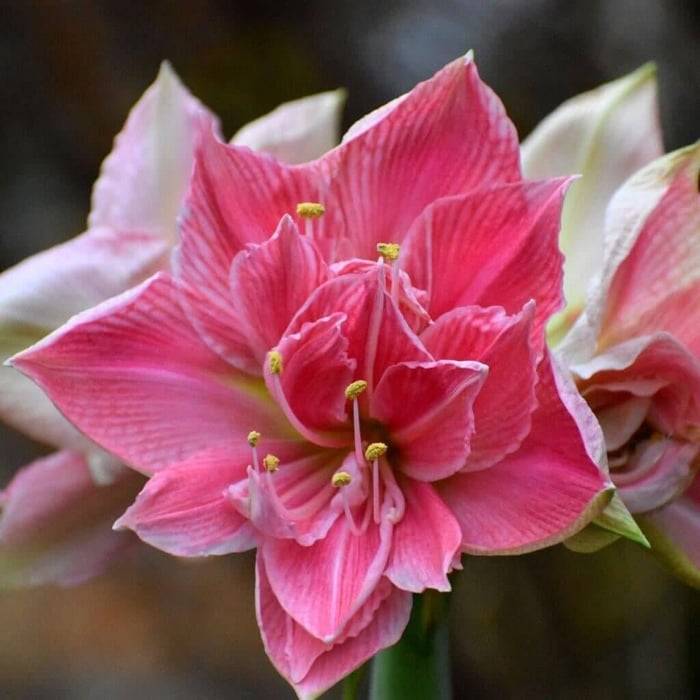 My passion for amaryllis Longfield Gardens