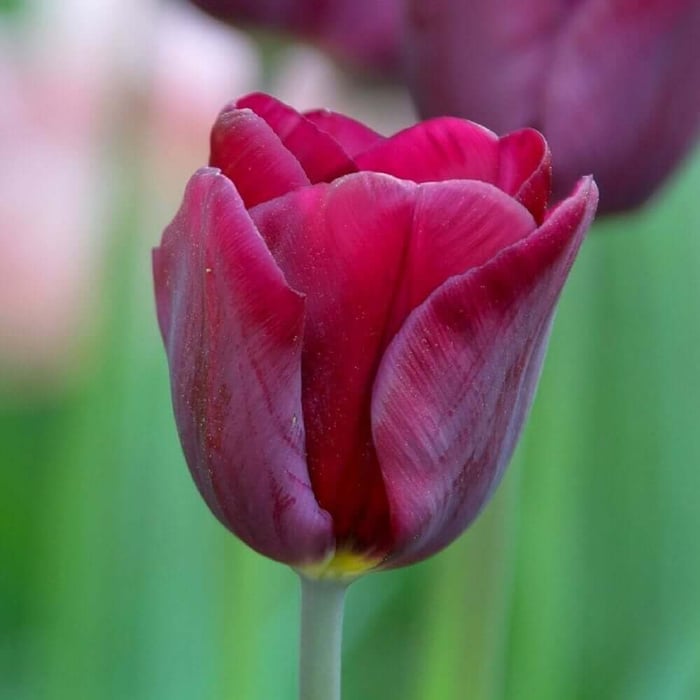 Staff Favorites for Fall Planting - Longfield Gardens