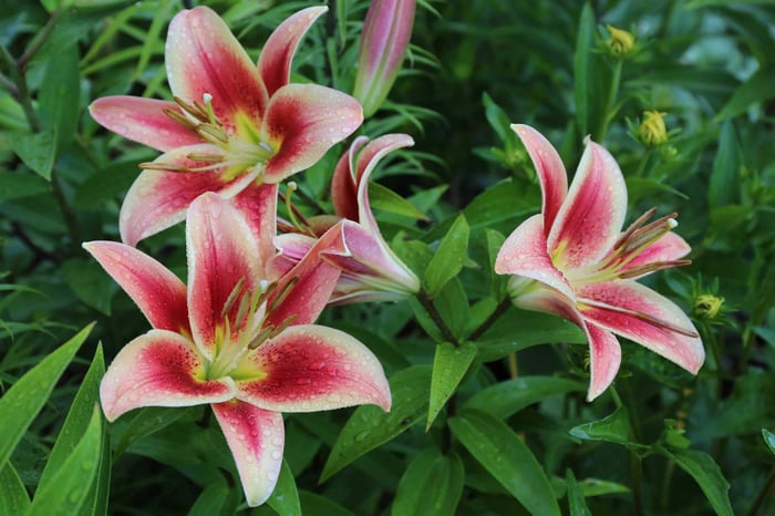8 Tips for Growing Better Lilies - Longfield Gardens
