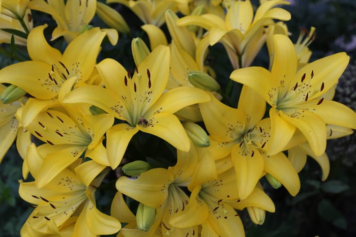 8-Tips-for-Growing-Better-Lilies-Longfield-Gardens