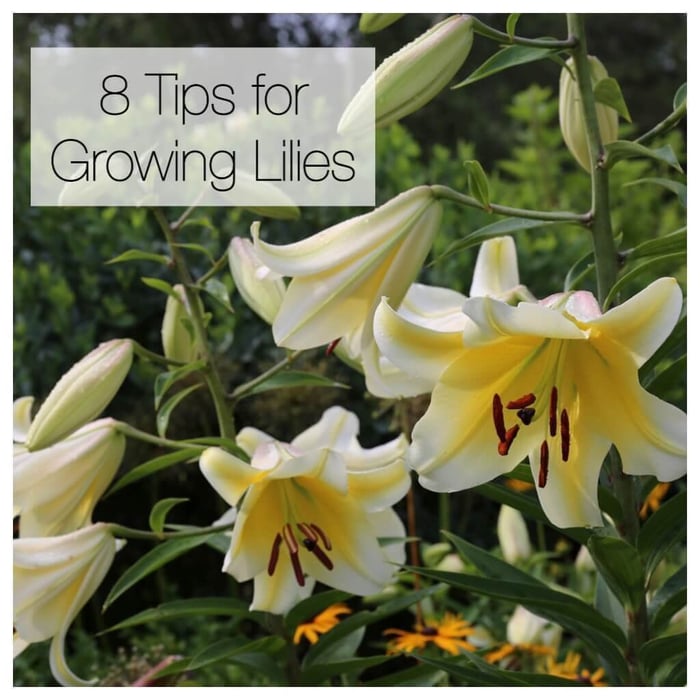 8 Tips for Growing Better Dahlias - Longfield Gardens