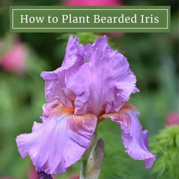 How to plant bearded iris Longfield Gardens