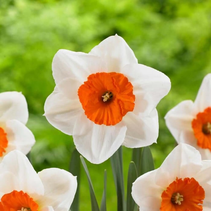 Staff Favorites for Fall Planting - Longfield Gardens