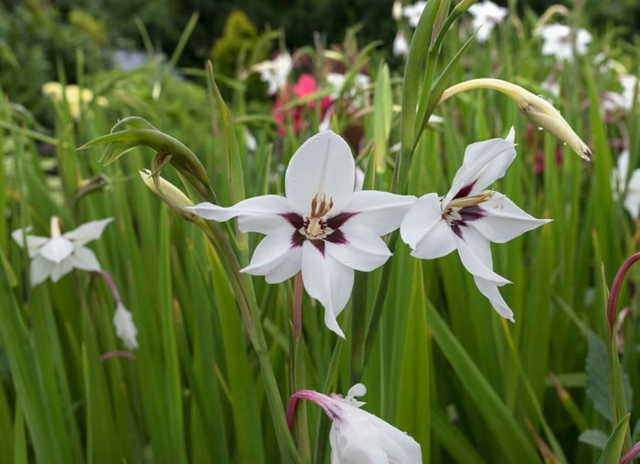 Spring Checklist for Flower Gardeners - Longfield Gardens