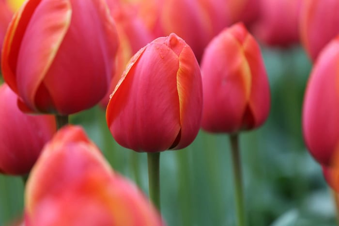 Most Colorful Tulips for Your Spring Garden - Longfield Gardens